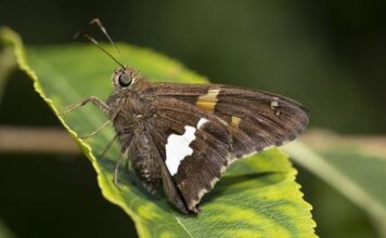 Co zrobić z plamami po samoopalaczu?