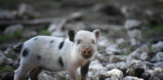 Co to znaczy ssak? Co to znaczy ssak?