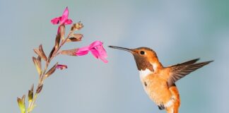 Co to znaczy nektar? Co to znaczy nektar?