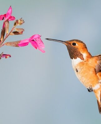 Co to znaczy nektar? Co to znaczy nektar?