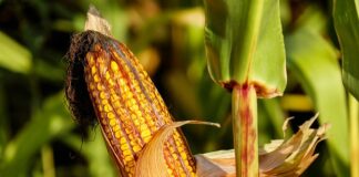 Co to jest kolba miarowa i do czego służy? Co to jest kolba miarowa i do czego służy?