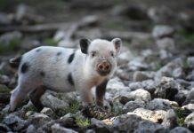 Który ssak jest jadowity? Który ssak jest jadowity?