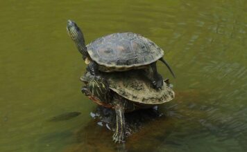 Jak często można nakładać samoopalacz?