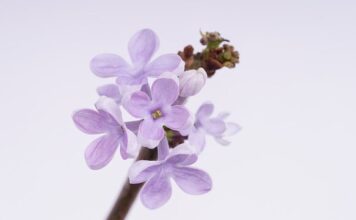 Co to jest fiolet narkotyk?