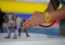 Czy technik weterynarii może podawać leki? Czy technik weterynarii może podawać leki?