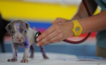 Czy technik weterynarii może podawać leki?