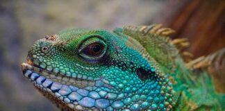 Czy gady mają Obrotnik?