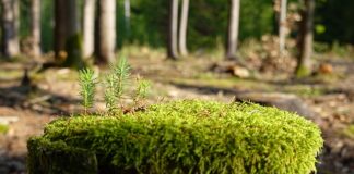 Jak zregenerować uszkodzone serce? Jak zregenerować uszkodzone serce?