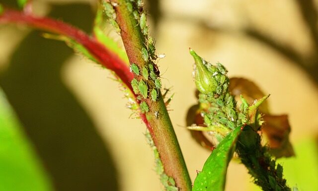 Jakich soków nie mieszać? Jakich soków nie mieszać?
