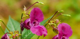 Czy balsamy brązujące działają? Czy balsamy brązujące działają?