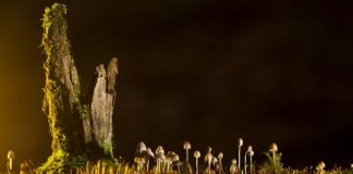 Jakie są rodzaje weterynarii?