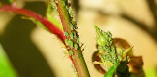 Kto nie powinien pić soków owocowych?