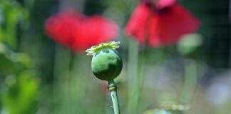 Jak zrobić codeine? Jak zrobić codeine?