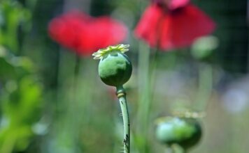 Jak zrobić codeine?