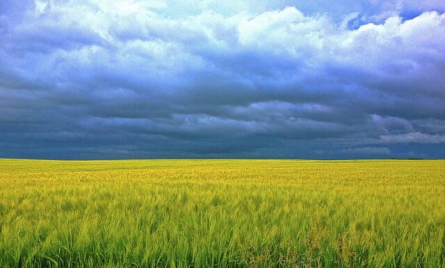 Czy w chlorelli jest kolagen?