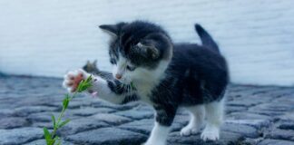 Gdzie kupić skarpety bezuciskowe? Gdzie kupić skarpety bezuciskowe?