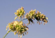 Jak sprawdzić czy ma się uczulenie na lateks? Jak sprawdzić czy ma się uczulenie na lateks?