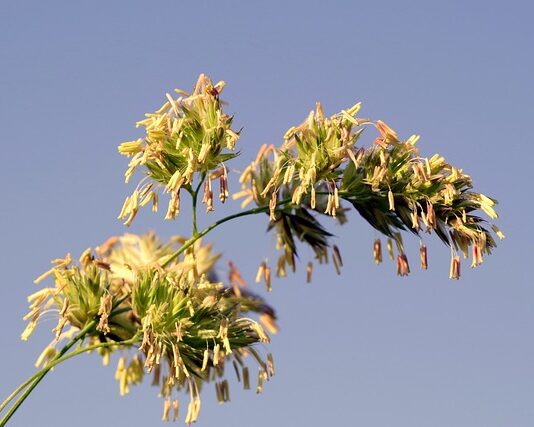 Jak sprawdzić czy ma się uczulenie na lateks? Jak sprawdzić czy ma się uczulenie na lateks?