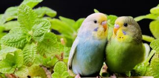 Jak zachowuje się ćpun?