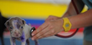 Czy technik weterynarii ma pieczątkę? Czy technik weterynarii ma pieczątkę?