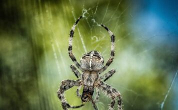 Jaka wodą do kuli śnieżnej?
