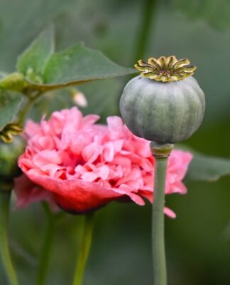Co to za narkotyk feta?