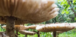 Jak wyleczyć grzybicę paznokci u nóg? Jak wyleczyć grzybicę paznokci u nóg?