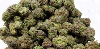 Czy przychodnia weterynaryjna jest podmiotem leczniczym? Czy przychodnia weterynaryjna jest podmiotem leczniczym?