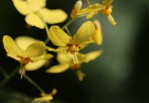 Czy skarpetki z poliestru są dobre? Czy skarpetki z poliestru są dobre?