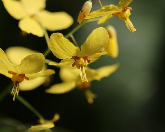 Czy skarpetki z poliestru są dobre? Czy skarpetki z poliestru są dobre?
