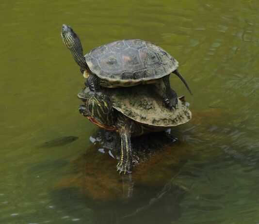 Jak prawidłowo nakładać samoopalacz?