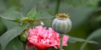 Jaki narkotyk pachnie? Jaki narkotyk pachnie?