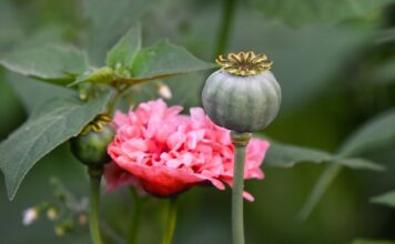 Jaki narkotyk pachnie?