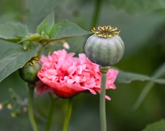 Jaki narkotyk pachnie? Jaki narkotyk pachnie?