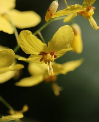 Jakiej firmy skarpetki?