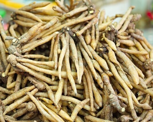 W którym miejscu jest nasada członka?