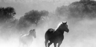 Czym się różnią ssaki od gadów? Czym się różnią ssaki od gadów?