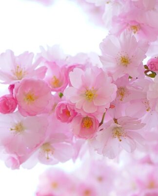 Czy w gabinecie lekarskim mogą być kwiaty? Czy w gabinecie lekarskim mogą być kwiaty?