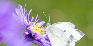 Ile jest gatunków ssaków w Polsce? Ile jest gatunków ssaków w Polsce?
