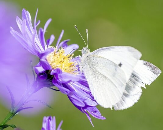 Ile jest gatunków ssaków w Polsce?