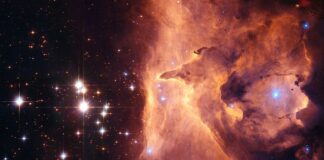 Czy ssaki to gromada?