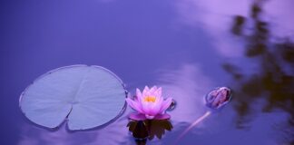 Czego nie wolno jeść przy chorych stawach? Czego nie wolno jeść przy chorych stawach?