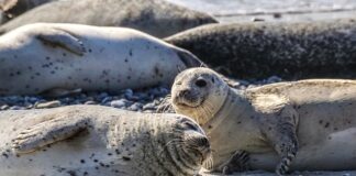 Czy użycie balsamu brązującego przyspiesza opalanie? Czy użycie balsamu brązującego przyspiesza opalanie?