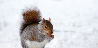 Czym się różni gryzoń od ssaka?