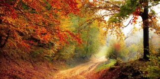 Do którego roku życia można prowadzić samochód?