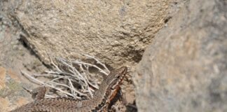 Czym różni się ssak od gada? Czym różni się ssak od gada?