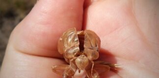 Co pić na skórę? Co pić na skórę?