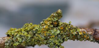 Co zrobić na zatkane pory? Co zrobić na zatkane pory?