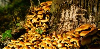 Jaki jest dobry lek na grzybicę paznokci? Jaki jest dobry lek na grzybicę paznokci?