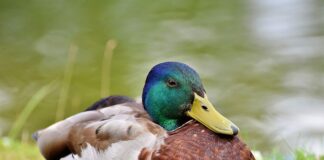 Czy dziobaki to ssaki?